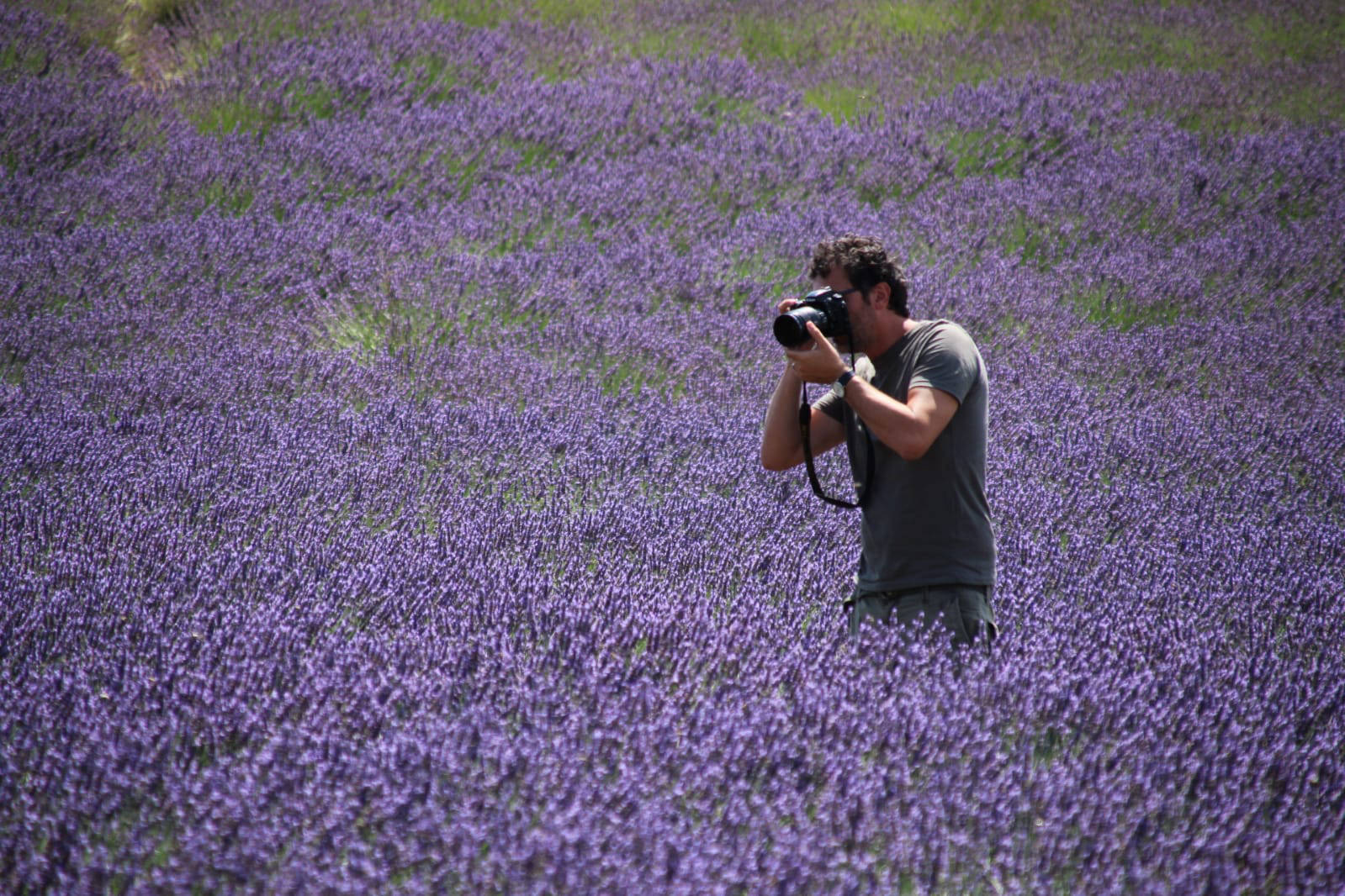 Lavanda | Provenza | Marco Carulli