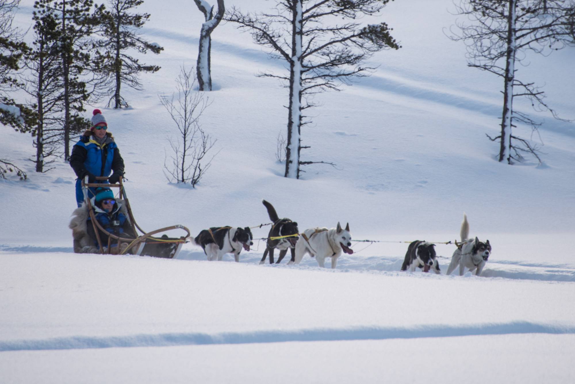 Corsa Cani | Norvegia | Marco Carulli
